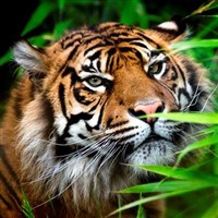 Chester Zoo (Coach Only)