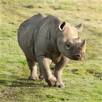 Cotswold Wildlife Park