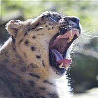 Twycross Zoo